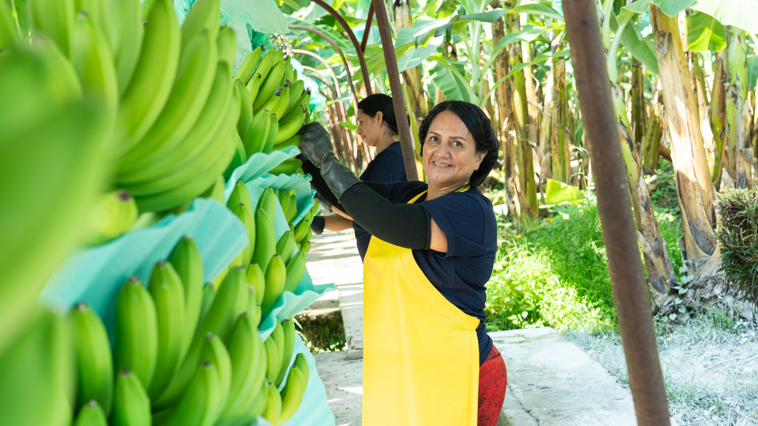 Personal de OBSA trabajando en procesos de banano de exportacion